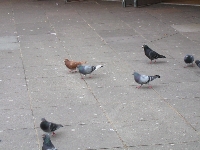 Blackpool Brown Pigeon 1.jpg